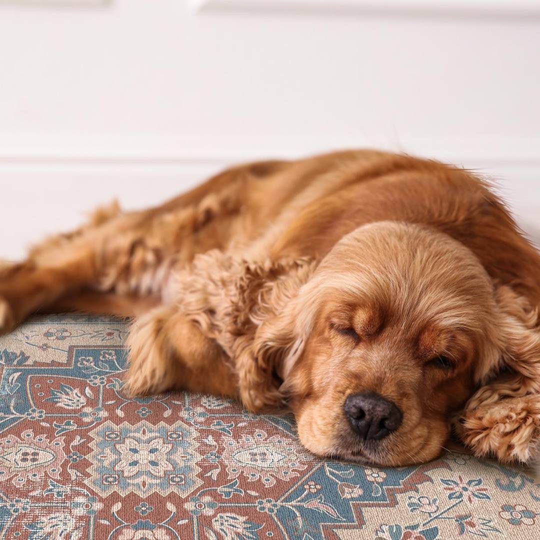 Pet Friendly Rugs