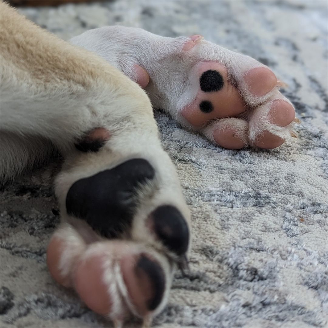 Pet Friendly Rugs